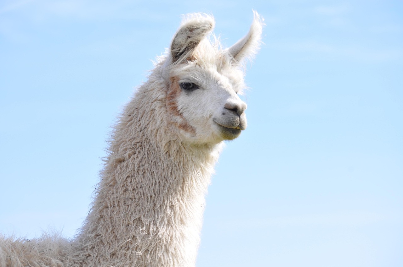 微信号码批发：短信营销的用户心理学研究